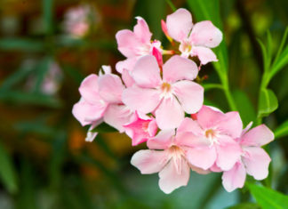 Oleandro 699 0 025 Oleandro_ok